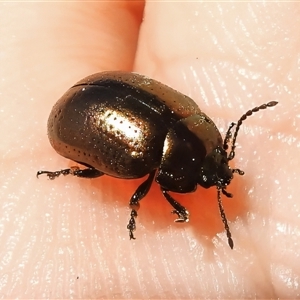 Chrysolina quadrigemina (Greater St Johns Wort beetle) at Kambah, ACT - Today by JohnBundock