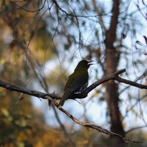 Oriolus sagittatus at Aranda, ACT - Today by rhyshardy