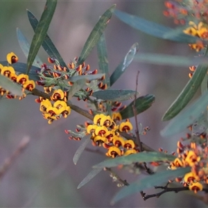 Daviesia mimosoides at Aranda, ACT - Today by rhyshardy