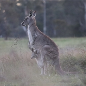 Macropus giganteus (Eastern Grey Kangaroo) at Macquarie, ACT - Today by rhyshardy