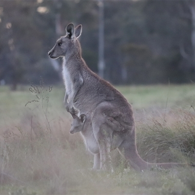 Macropus giganteus (Eastern Grey Kangaroo) at Macquarie, ACT - 7 Oct 2025 by rhyshardy