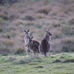 Macropus giganteus at Macquarie, ACT - 7 Oct 2025 06:13 PM