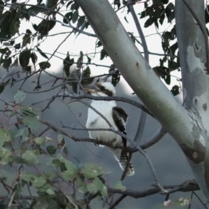 Gymnorhina tibicen at Aranda, ACT - Today by rhyshardy