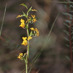 Diuris chryseopsis at Aranda, ACT - Today by rhyshardy