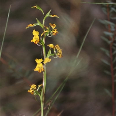 Diuris nigromontana (Black Mountain Leopard Orchid) at Aranda, ACT - 7 Oct 2025 by rhyshardy