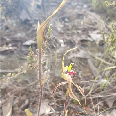 Caladenia atrovespa (Green-comb Spider Orchid) at Bruce, ACT - 7 Oct 2025 by Bubbles