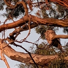 Podargus strigoides (Tawny Frogmouth) at Franklin, ACT - 7 Oct 2025 by chriselidie