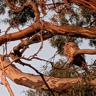 Podargus strigoides (Tawny Frogmouth) at Franklin, ACT - 7 Oct 2025 by chriselidie