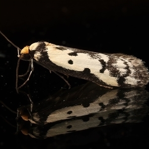 Philobota lysizona (A concealer moth) at Ainslie, ACT - 28 Sep 2025 by jb2602
