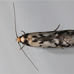 Philobota lysizona at Ainslie, ACT - 28 Sep 2025 10:19 PM