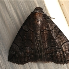 Dysbatus (genus) (A Line Geometrid.) at Ainslie, ACT - 29 Sep 2025 by jb2602