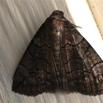 Dysbatus (genus) (A Line Geometrid.) at Ainslie, ACT - 29 Sep 2025 by jb2602
