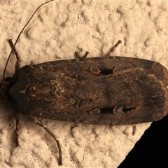 Agrotis infusa (Bogong Moth, Common Cutworm) at Ainslie, ACT - 28 Sep 2025 by jb2602