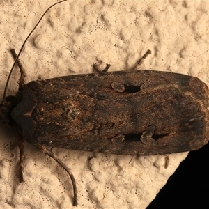 Agrotis infusa (Bogong Moth, Common Cutworm) at Ainslie, ACT - 28 Sep 2025 by jb2602