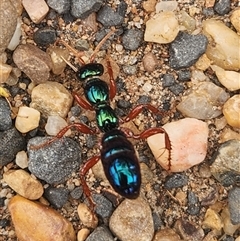 Diamma bicolor (Blue ant, Bluebottle ant) at Dubbo, NSW - 7 Oct 2025 by JPark