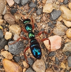 Unverified Parasitic wasp (numerous families) at Dubbo, NSW - Today by JPark
