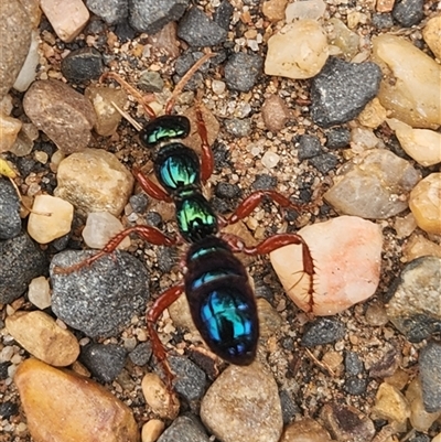 Diamma bicolor (Blue ant, Bluebottle ant) at Dubbo, NSW - 7 Oct 2025 by JPark