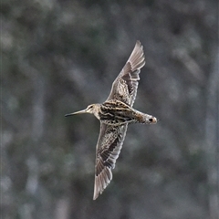 Gallinago hardwickii at Throsby, ACT - Yesterday by davidcunninghamwildlife
