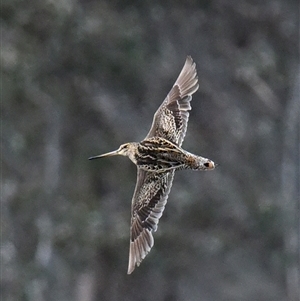 Gallinago hardwickii at Throsby, ACT - Today by davidcunninghamwildlife