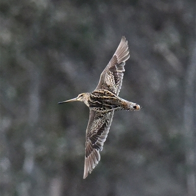 Gallinago hardwickii at Throsby, ACT - Yesterday by davidcunninghamwildlife