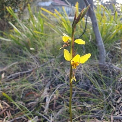 Diuris sulphurea (Tiger Orchid) at Penrose, NSW - 7 Oct 2025 by Aussiegall