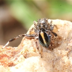 Maratus chrysomelas (Variable Peacock Spider) at Denman Prospect, ACT - Yesterday by Harrisi