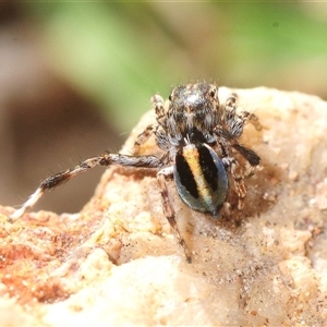 Maratus chrysomelas at Denman Prospect, ACT - Yesterday by Harrisi