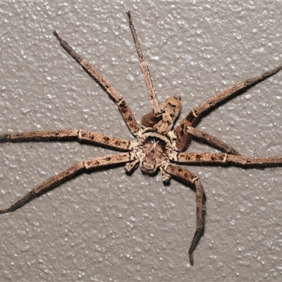 Heteropoda sp. (genus) (Huntsman spider) at Kiama, NSW - 1 Oct 2025 by Harrisi