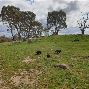 Tachyglossus aculeatus at Splitters Creek, NSW - 1 Oct 2025 by clairesandford