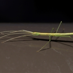 Phasmatodea (order) at Acton, ACT - 5 Oct 2025 by TimL