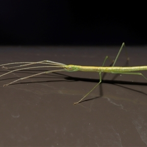 Phasmatodea (order) at Acton, ACT - 5 Oct 2025 by TimL