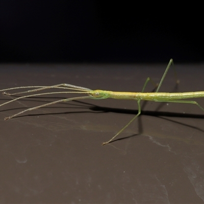 Phasmatodea (order) at Acton, ACT - 5 Oct 2025 by TimL