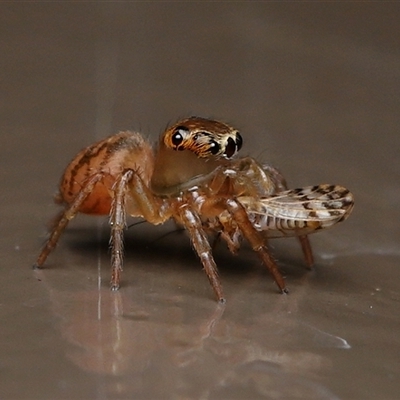Prostheclina sp (genus) (A jumping spider) at Acton, ACT - 7 Oct 2025 by TimL