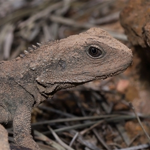 Pogona barbata at Acton, ACT - 5 Oct 2025 by TimL
