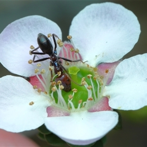 Iridomyrmex purpureus (Meat Ant) at Acton, ACT - Yesterday by TimL