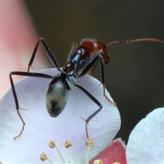 Iridomyrmex purpureus at Acton, ACT - 7 Oct 2025 12:07 PM