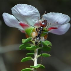 Iridomyrmex purpureus at Acton, ACT - 7 Oct 2025 12:07 PM