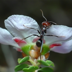 Iridomyrmex purpureus at Acton, ACT - 7 Oct 2025 12:07 PM