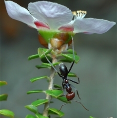 Iridomyrmex purpureus at Acton, ACT - 7 Oct 2025 12:07 PM