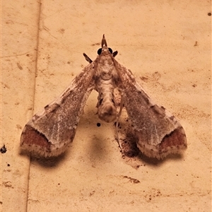 Unverified Moth (Lepidoptera) at Bogan Gate, NSW - Yesterday by Wolfdogg