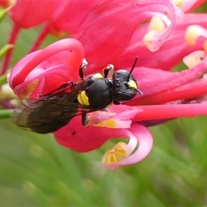 Amphylaeus morosus at Braemar, NSW - Yesterday by Curiosity