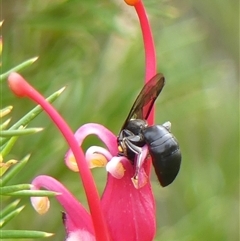 Amphylaeus morosus at Braemar, NSW - 7 Oct 2025 11:44 AM