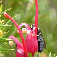 Amphylaeus morosus at Braemar, NSW - 7 Oct 2025 11:44 AM
