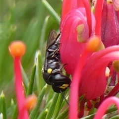 Amphylaeus morosus at Braemar, NSW - 7 Oct 2025 11:44 AM