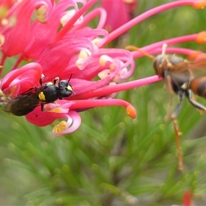 Amphylaeus morosus at Braemar, NSW - 7 Oct 2025 11:44 AM