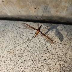 Leptotarsus (Macromastix) costalis (Common Brown Crane Fly) at Sawyers Gully, NSW - 8 Oct 2025 by LeeMears