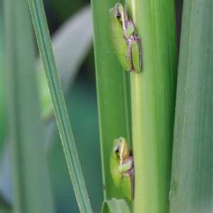 Litoria fallax at Saint Lucia, QLD - Today by DAdeGroot