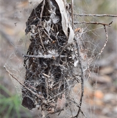 Unverified Spider at Jerrabomberra, NSW - 7 Oct 2025 by DianneClarke