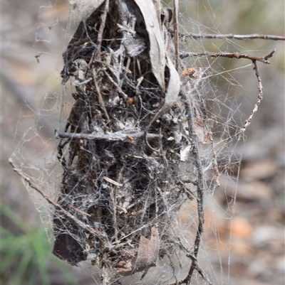 Unverified Spider at Jerrabomberra, NSW - 7 Oct 2025 by DianneClarke