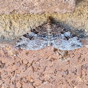 Unverified Moth (Lepidoptera) at Lyneham, ACT - Today by trevorpreston